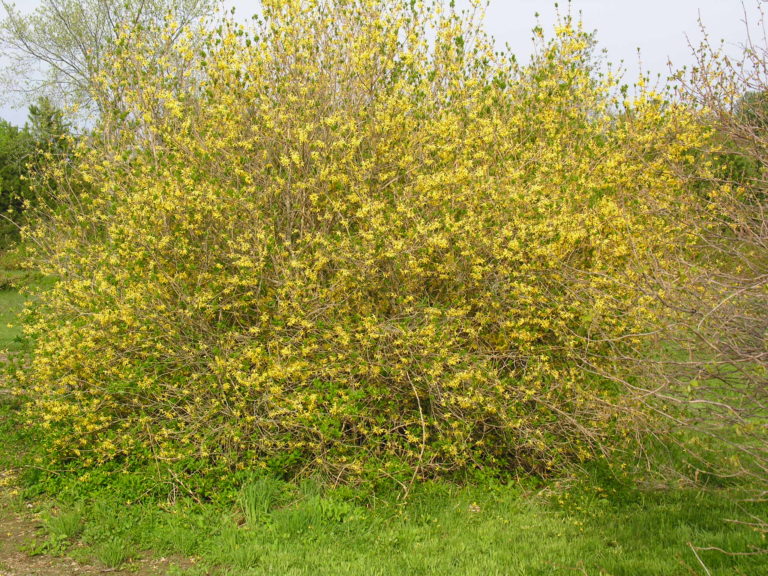EMS Artifact Versus The Forsythia, Part Deux